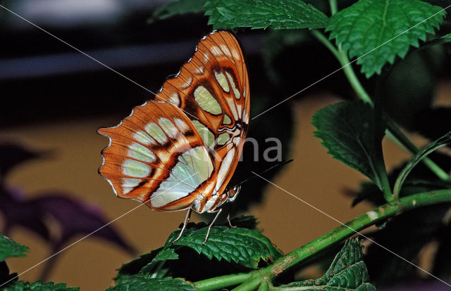 Malachietvlinder (Siproeta stelenes)