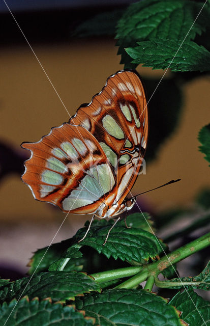 Malachite (Siproeta stelenes)