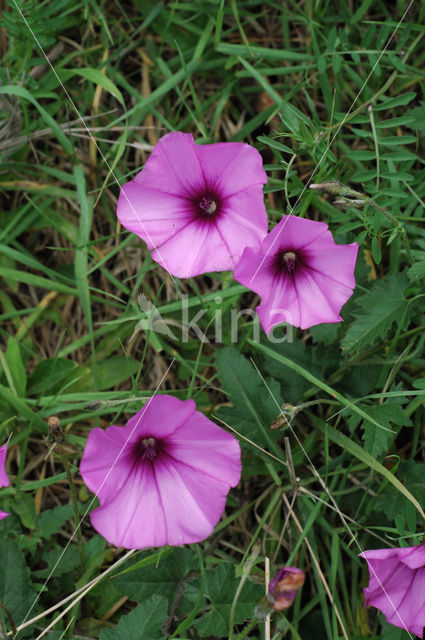 mallow bindweed (Convolvulus althaeoides)