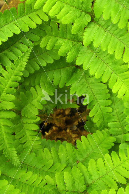 Male-fern (Dryopteris filix-mas)