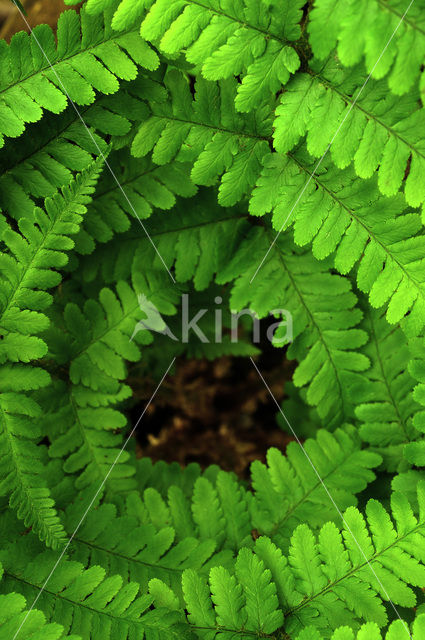 Male-fern (Dryopteris filix-mas)