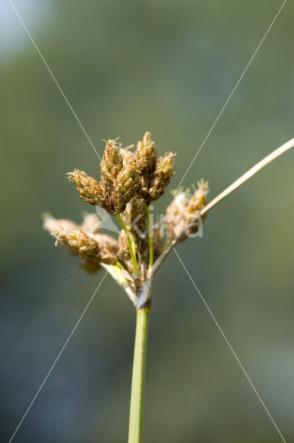 Mattenbies (Scirpus lacustris)