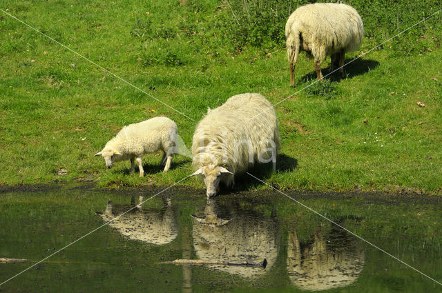 Mergellandschaap (Ovis domesticus)