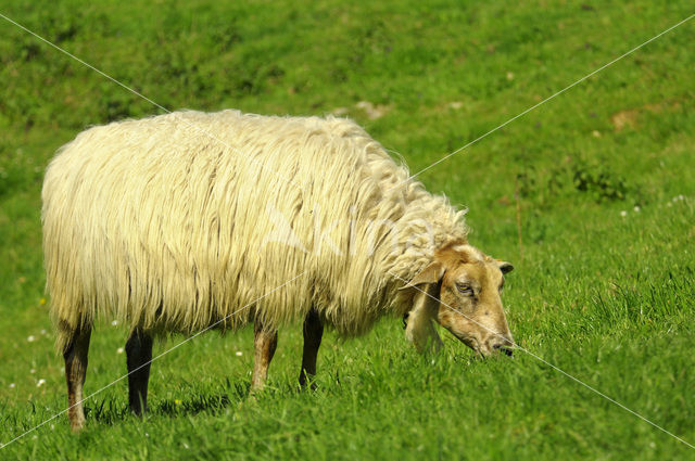 sheep (Ovis domesticus)