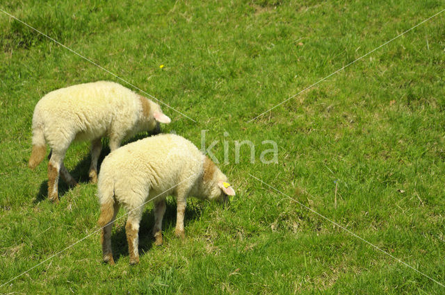 sheep (Ovis domesticus)