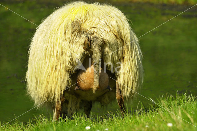 Mergellandschaap (Ovis domesticus)
