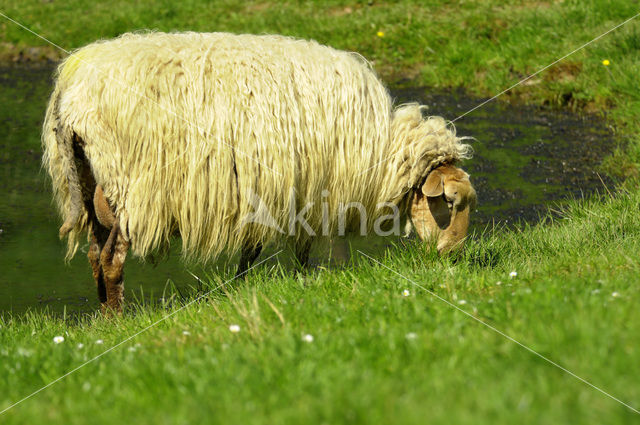 Mergellandschaap (Ovis domesticus)