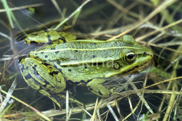 Edible Frog (Rana klepton esculenta