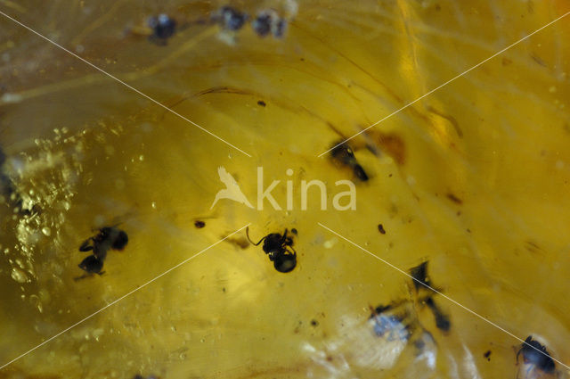 Ant