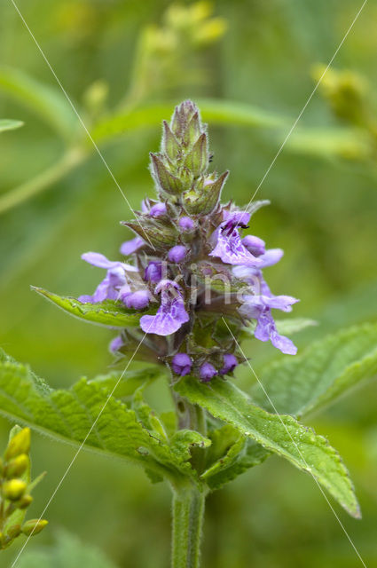 Moerasandoorn (Stachys palustris)