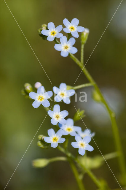 Moerasvergeet-mij-nietje (Myosotis scorpioides)