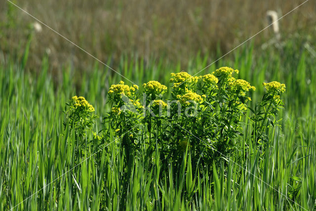 Moeraswolfsmelk (Euphorbia palustris)