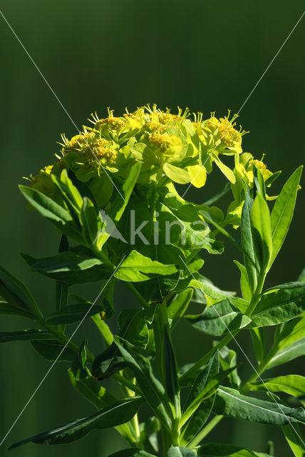 Marsh Spurge (Euphorbia palustris)