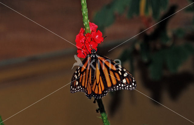 Monarchvlinder (Danaus plexippus)