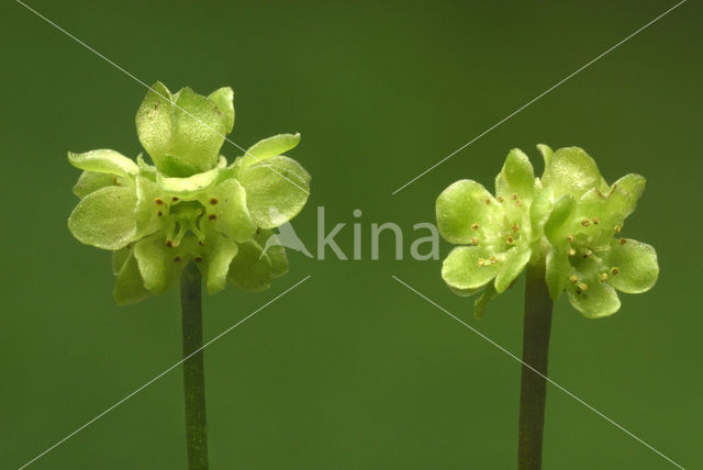 Muskuskruid (Adoxa moschatellina)