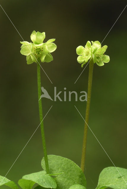 Muskuskruid (Adoxa moschatellina)