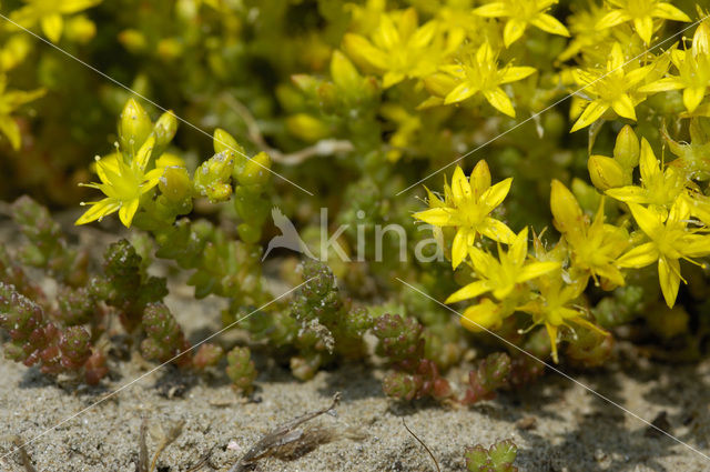 Biting Stonecrop (Sedum acre)