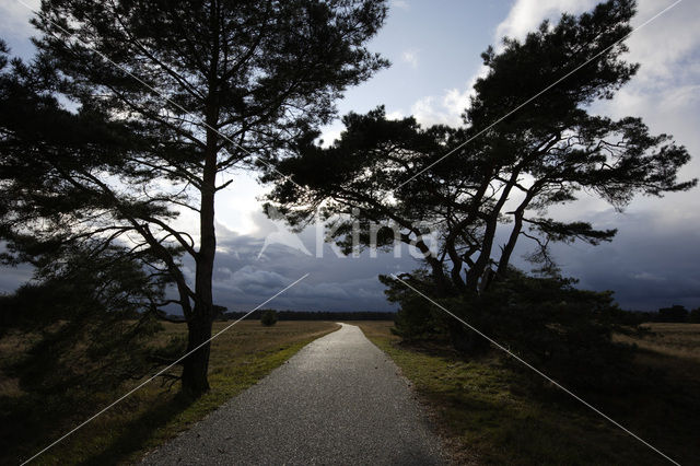 National Park De Hoge Veluwe