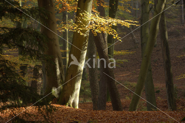 National Park Veluwezoom