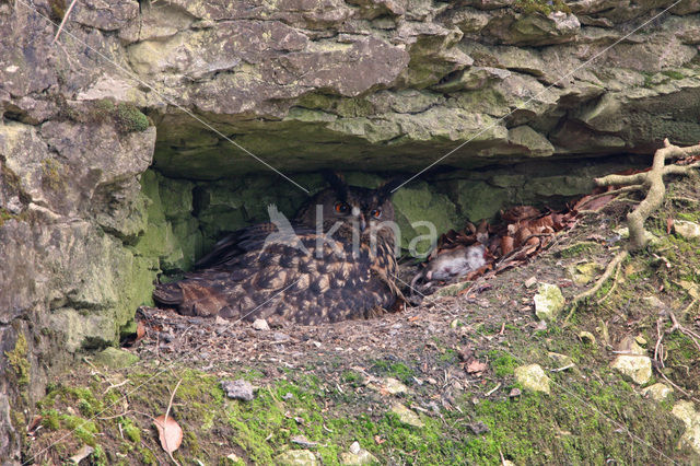 Eurasian Eagle-Owl (Bubo bubo)