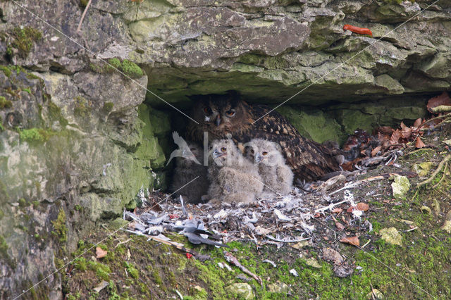 Eurasian Eagle-Owl (Bubo bubo)