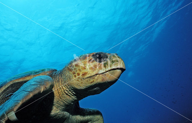 Loggerhead Turtle (Caretta caretta)