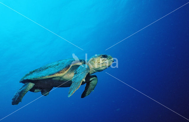 Loggerhead Turtle (Caretta caretta)