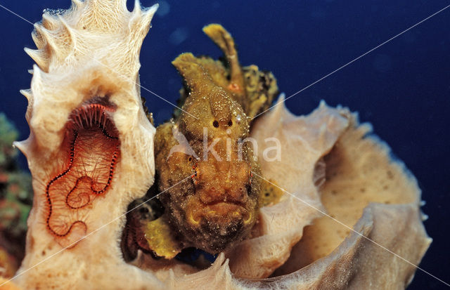 Longlure frogfish (Antennarius multiocellatus)