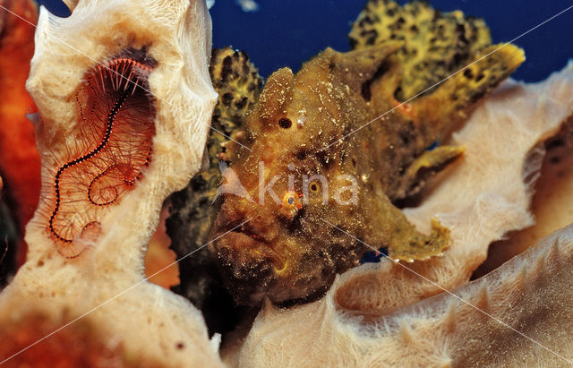 Longlure frogfish (Antennarius multiocellatus)