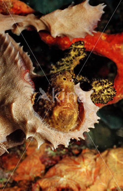 Longlure frogfish (Antennarius multiocellatus)