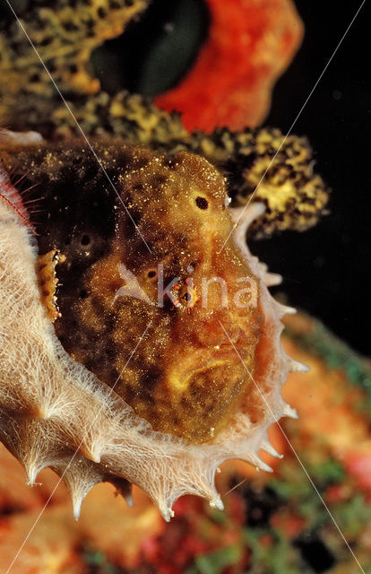 Longlure frogfish (Antennarius multiocellatus)