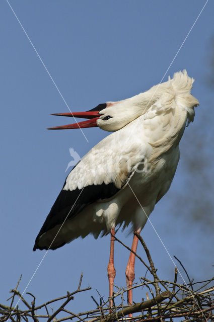 White Stork (Ciconia ciconia)