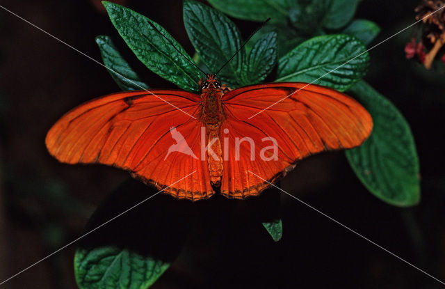 Oranje passiebloemvlinder (Dryas iulia)