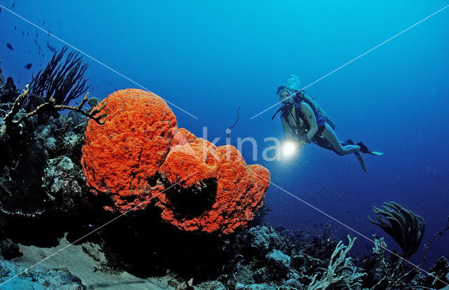 Oranje spons (Agelas clathrodes)