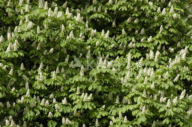 Horse-chestnut (Aesculus hippocastanum)