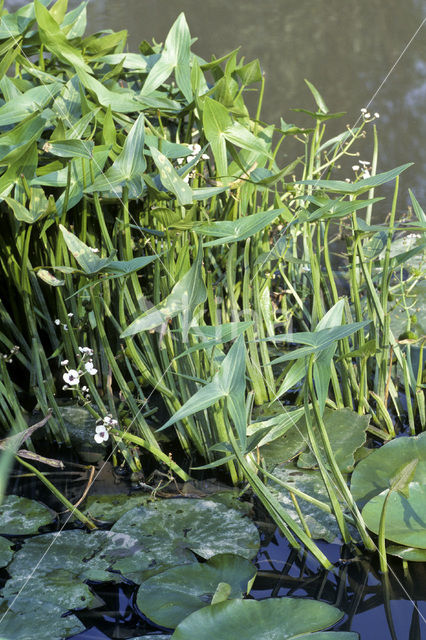 Arrowhead (Sagittaria sagittifolia)