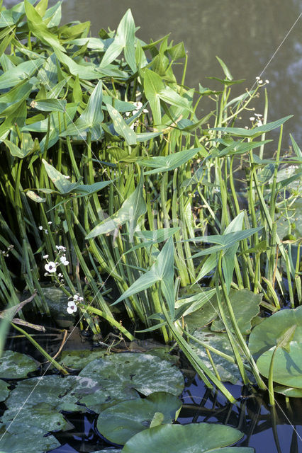 Pijlkruid (Sagittaria sagittifolia)