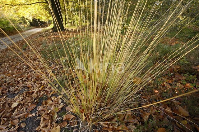 Pijpestrootje (Molinia caerulea)