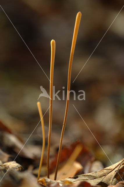 Pijpknotszwam (Macrotyphula fistulosa)