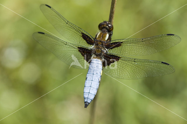 Platbuik (Libellula depressa)