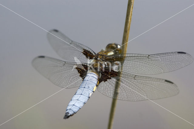 Broad-bodied Chaser (Libellula depressa)