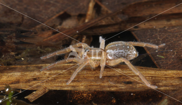 Poelpiraat (Pirata piraticus)