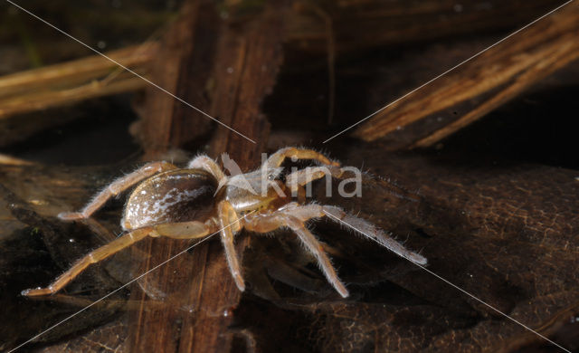 Poelpiraat (Pirata piraticus)