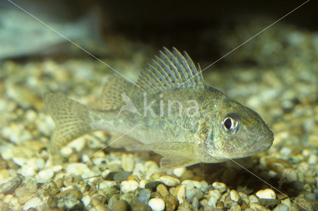 Ruffe (Gymnocephalus cernua)