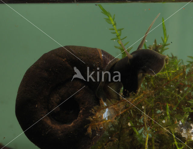 Great Ramshorn (Planorbarius corneus)