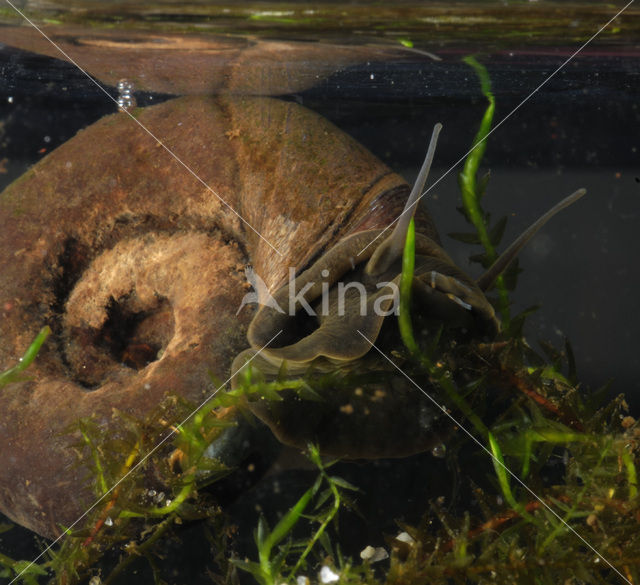 Great Ramshorn (Planorbarius corneus)