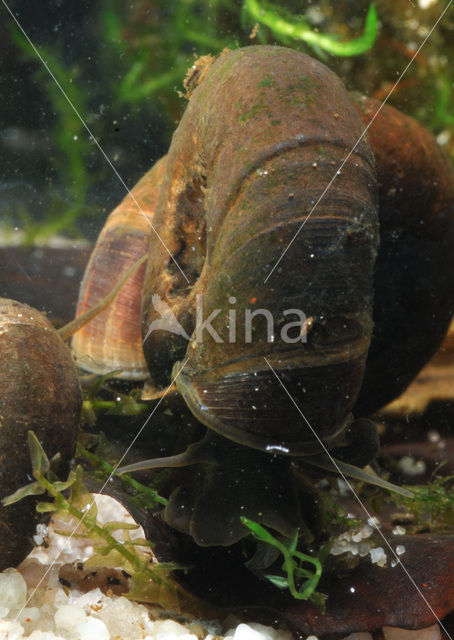 Great Ramshorn (Planorbarius corneus)