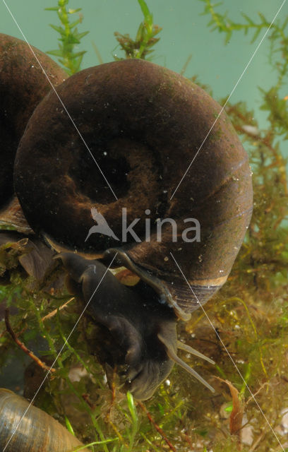 Great Ramshorn (Planorbarius corneus)