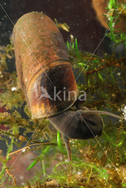 Great Ramshorn (Planorbarius corneus)