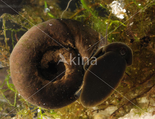 Great Ramshorn (Planorbarius corneus)